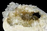 Fossil Clam with Fluorescent Calcite Crystals - Ruck's Pit, FL #177738-2